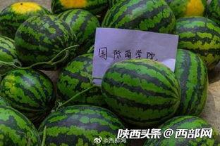 幸运吃瓜 第3张 幸运吃瓜 第3张
